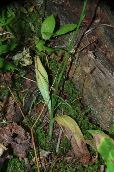 Piperia elegans
